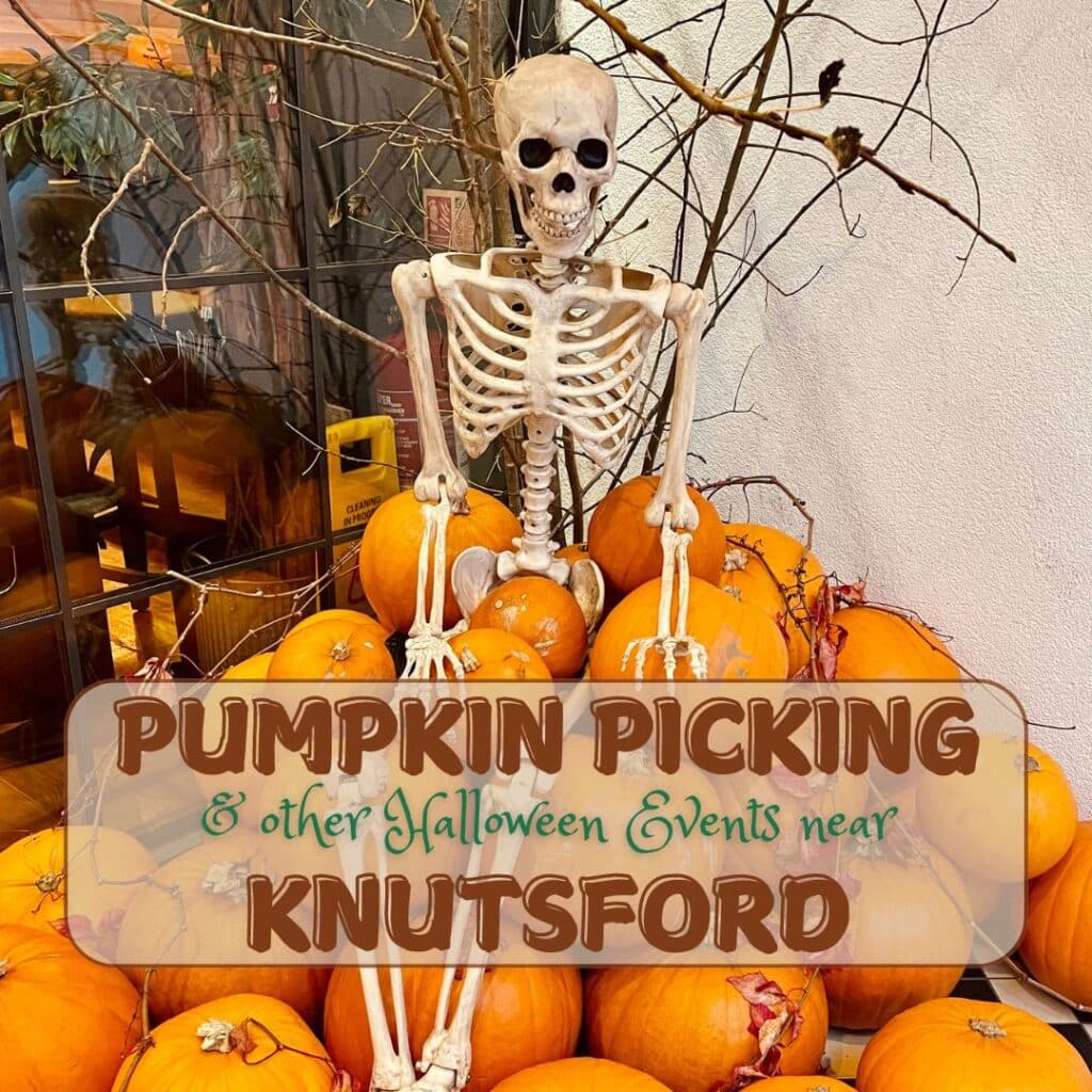 Pumpkin Picking near Knutsford 2024