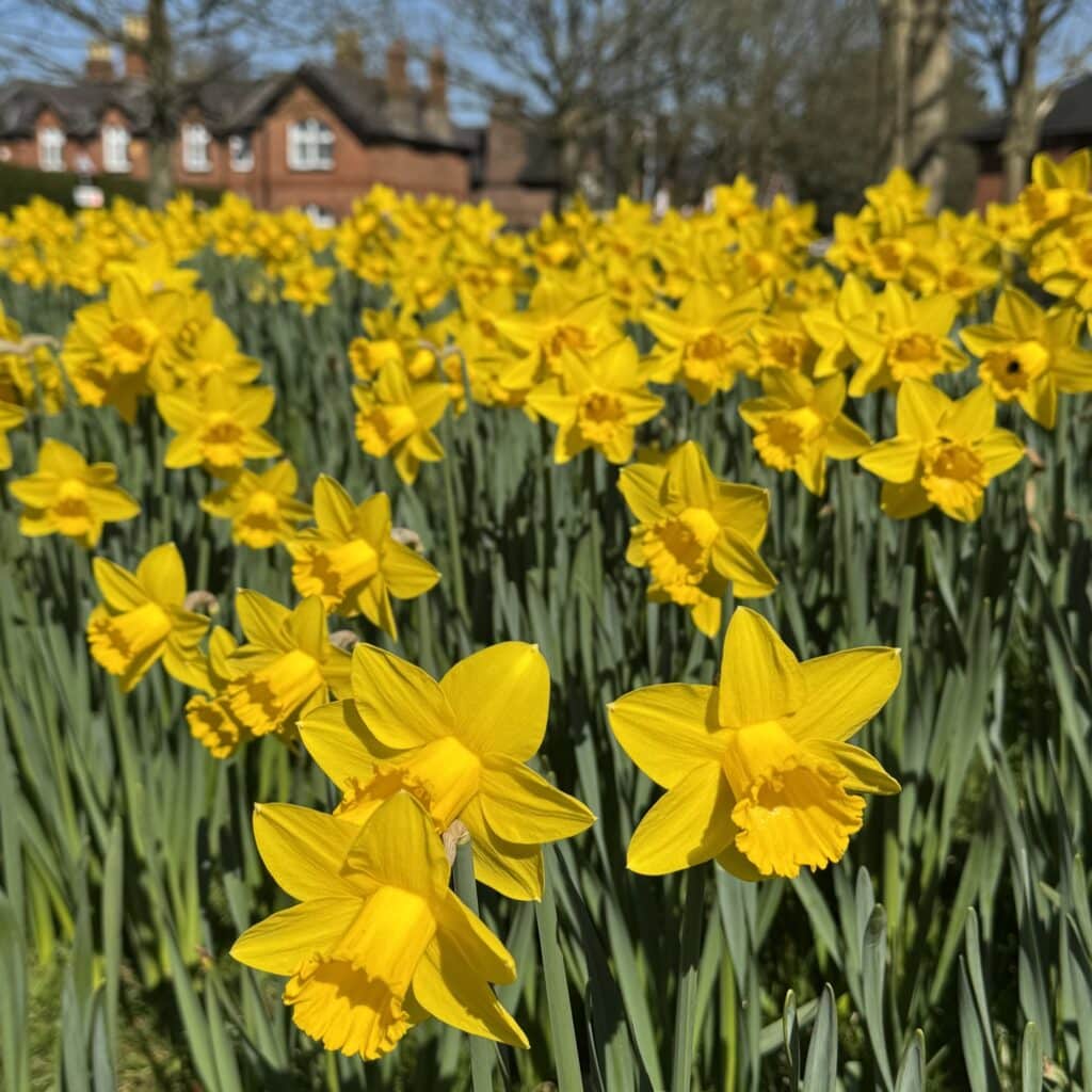 Knutsford daffodils 2025 square image Knutsford daffodils 2025 square image