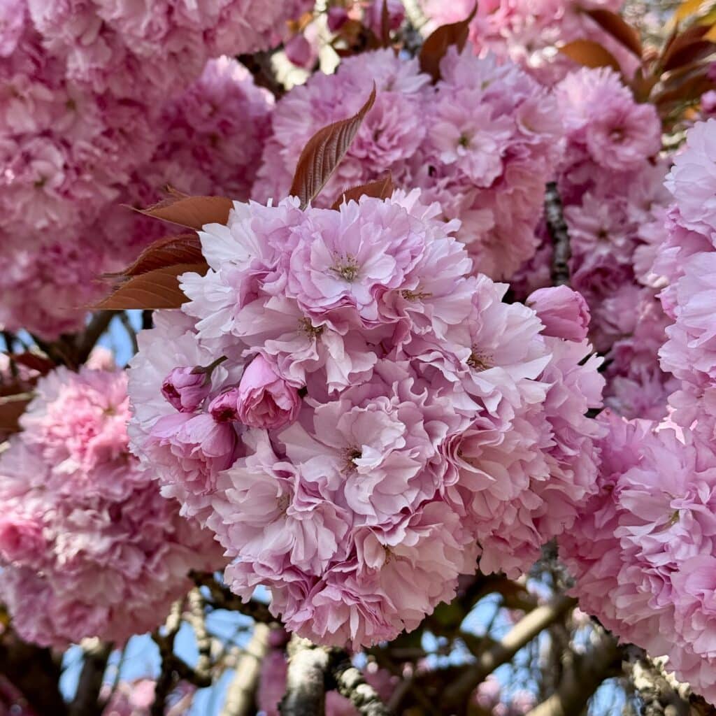Pink blossom in Knutsford April 2025 Pink blossom in Knutsford April 2025