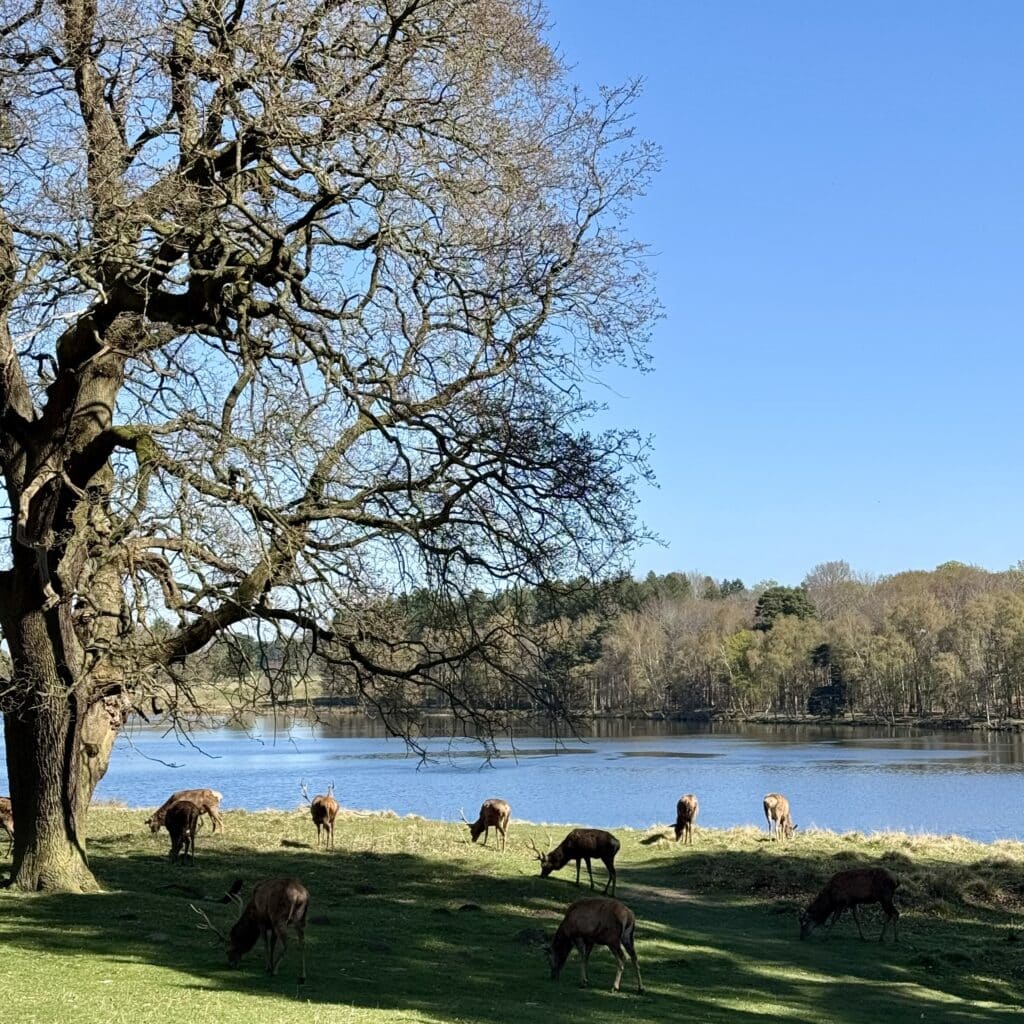 Tatton Park deer by the lake April 2025 Tatton Park deer by the lake April 2025