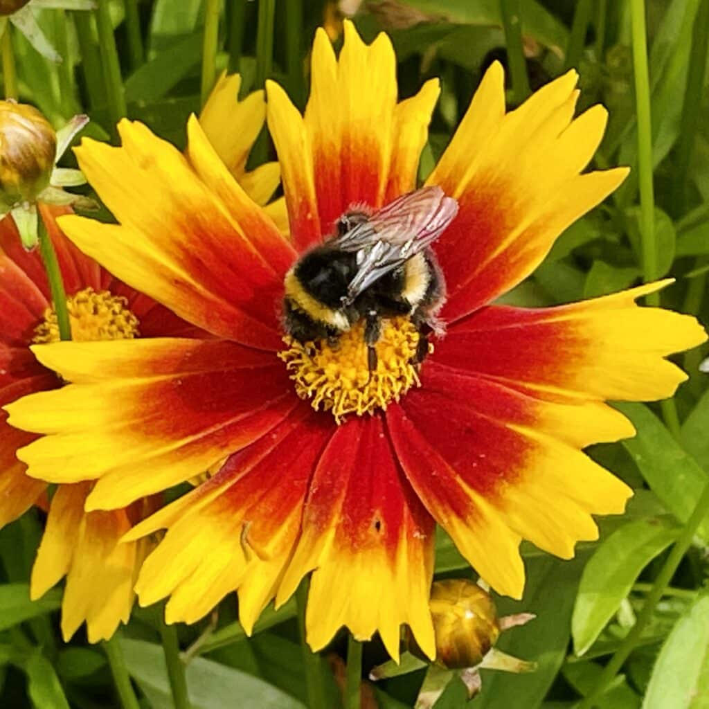 Knutsford Bee Trail image Knutsford Bee Trail image