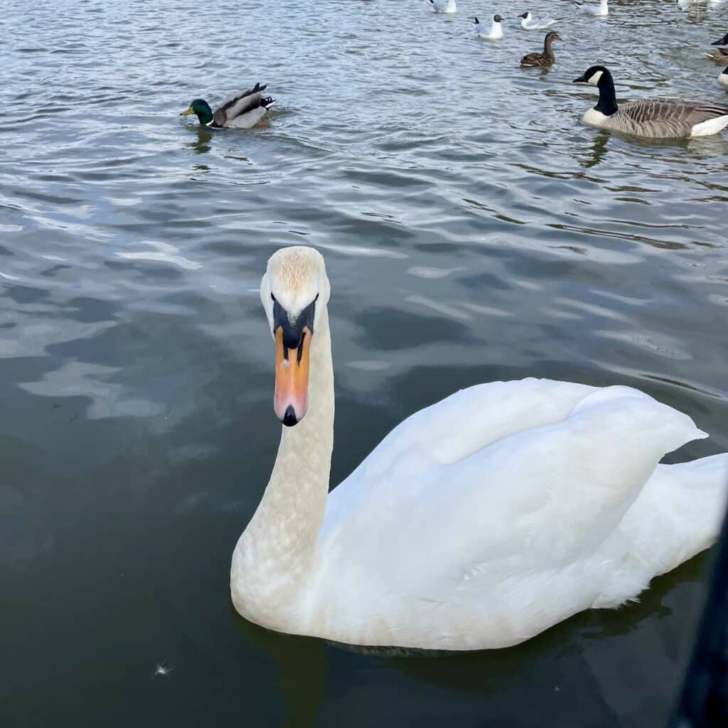 Swan at Knutsford Moor square image
