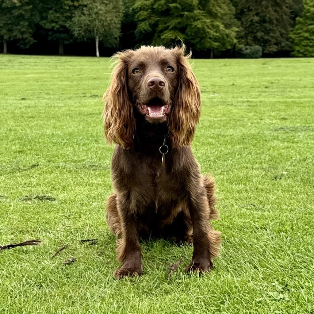 Dog-friendly Knutsford square image