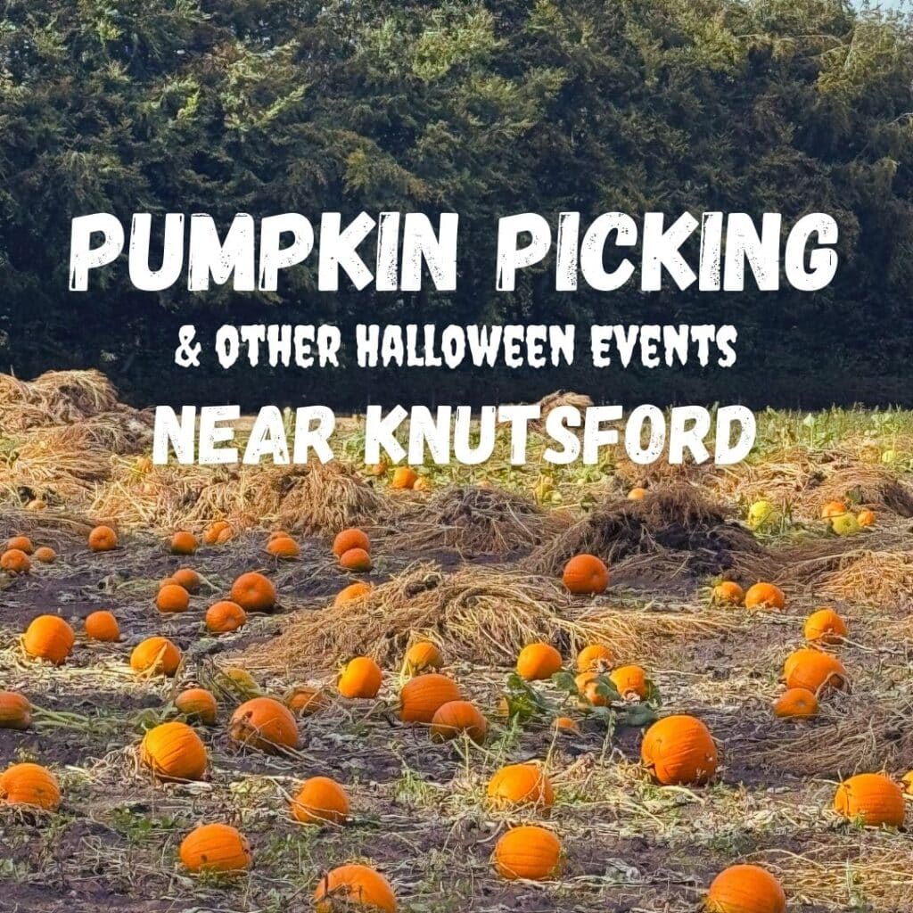 Pumpkin Picking near Knutsford